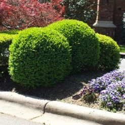 Titan Boxwood Shrub 10 Titan Boxwood Shrub -Flowering Trees Sales Boxwood Titan 3 FGT