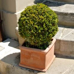 Titan Boxwood Shrub 8 Titan Boxwood Shrub -Flowering Trees Sales Boxwood Titan 6