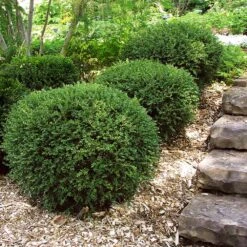 Wintergreen Boxwood Shrub 9 Wintergreen Boxwood Shrub -Flowering Trees Sales Boxwood Wintergreen 2