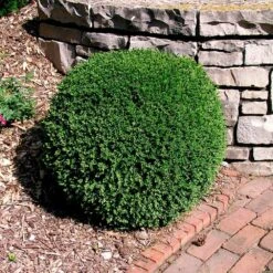 Wintergreen Boxwood Shrub 8 Wintergreen Boxwood Shrub -Flowering Trees Sales Boxwood Wintergreen 3