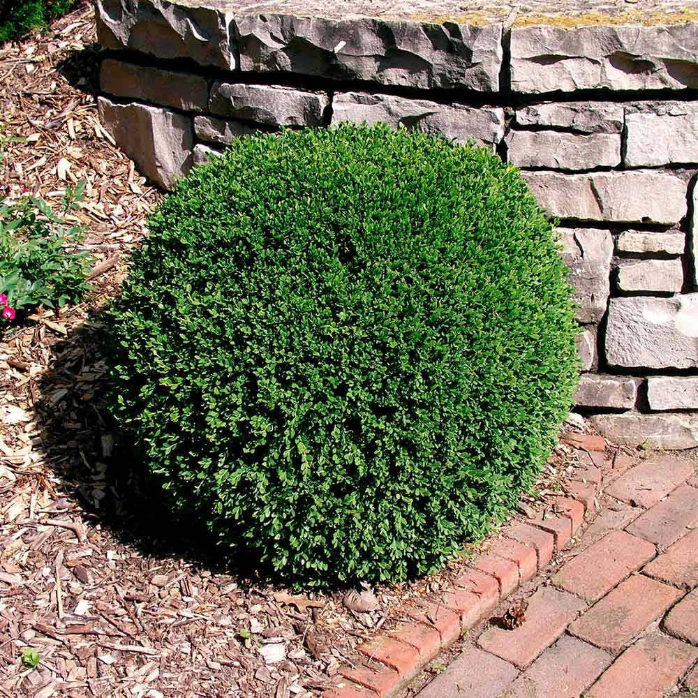 Wintergreen Boxwood Shrub 4 Wintergreen Boxwood Shrub - Image 4
