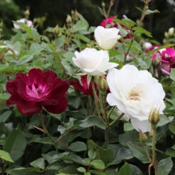 Burgundy Iceberg And Iceberg Two-fer® Rose Tree 7 Burgundy Iceberg And Iceberg Two-fer® Rose Tree -Flowering Trees Sales Burgandy Iceburg ROse Tree 1