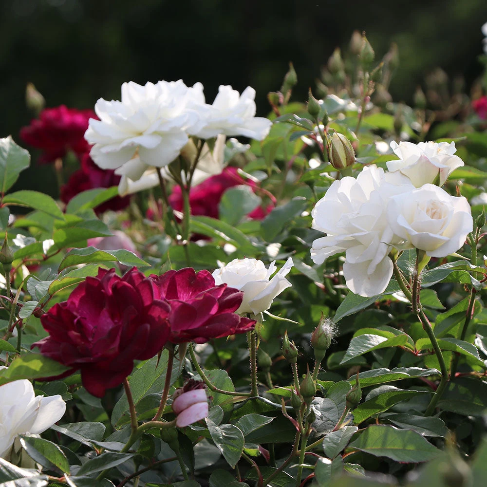 Burgundy Iceberg And Iceberg Two-fer® Rose Tree 2 Burgundy Iceberg And Iceberg Two-fer® Rose Tree - Image 2