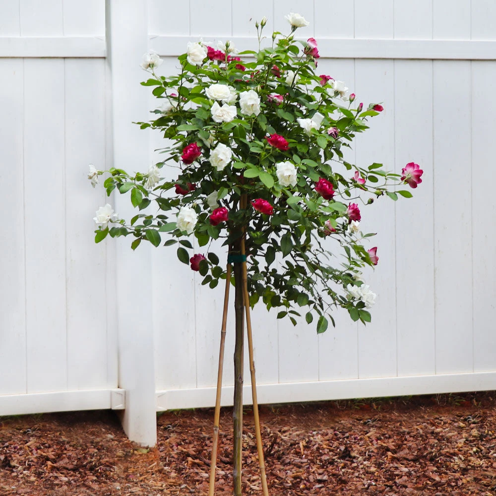 Burgundy Iceberg And Iceberg Two-fer® Rose Tree 3 Burgundy Iceberg And Iceberg Two-fer® Rose Tree - Image 3