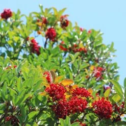Chindo Sweet Viburnum Shrub 7 Chindo Sweet Viburnum Shrub -Flowering Trees Sales CHindo Viburnum 1