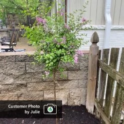 Dwarf Korean Lilac Tree 10 Dwarf Korean Lilac Tree -Flowering Trees Sales CPB DwarfKoreanLilacTree Julie ugc test