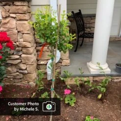 Dwarf Korean Lilac Tree 9 Dwarf Korean Lilac Tree -Flowering Trees Sales CPB DwarfKoreanLilacTree MicheleS ugc test