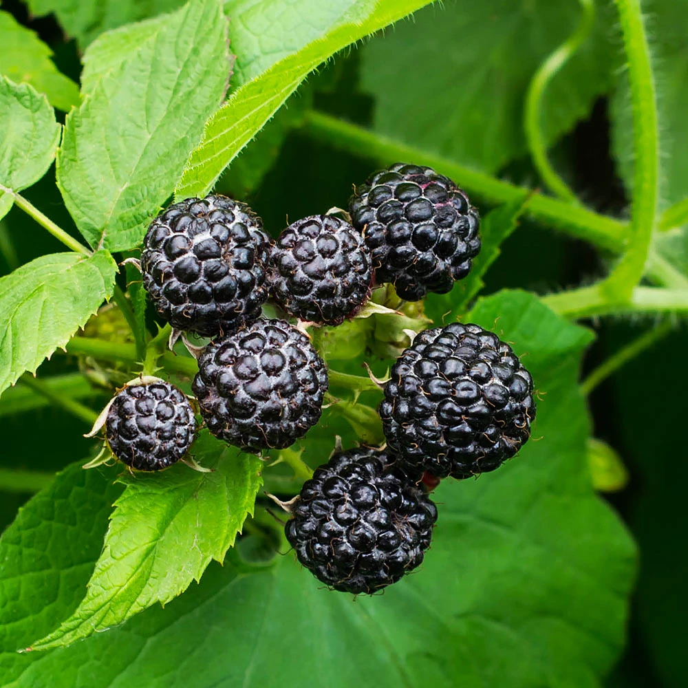 Cumberland Black Raspberry - USDA Organic 2 Cumberland Black Raspberry - USDA Organic - Image 2