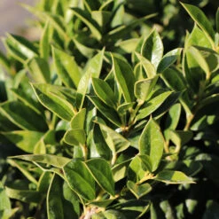 Carissa Holly 5 Carissa Holly -Flowering Trees Sales Carissa Holly 2