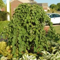 Cascading Hearts Redbud Tree -Flowering Trees Sales Cascading Hearts Redbud 2