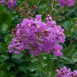 Catawba Crape Myrtle Tree 8 Catawba Crape Myrtle Tree -Flowering Trees Sales Catawba Crape Myrtle 1 FGT