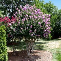 Catawba Crape Myrtle Tree 7 Catawba Crape Myrtle Tree -Flowering Trees Sales Catawba Crape Myrtle 4 FGT