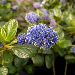 Yankee Point California Lilac -Flowering Trees Sales Ceanothus Yankee Point 1