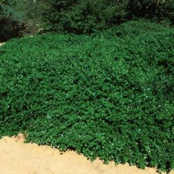 Yankee Point California Lilac -Flowering Trees Sales Ceanothus Yankee Point 5