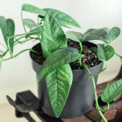 Cebu Blue Pothos -Flowering Trees Sales Cebu Blue Pothos 1