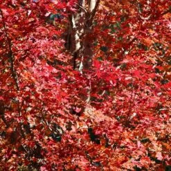 Celebration Maple Tree 7 Celebration Maple Tree -Flowering Trees Sales Celebration Maple 2 FGT