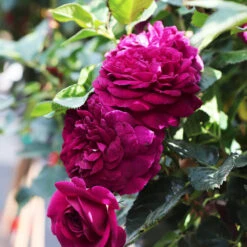 Flowering Trees Sales 30 Flowering Trees Sales -Flowering Trees Sales Celestial Night Rose Tree 4