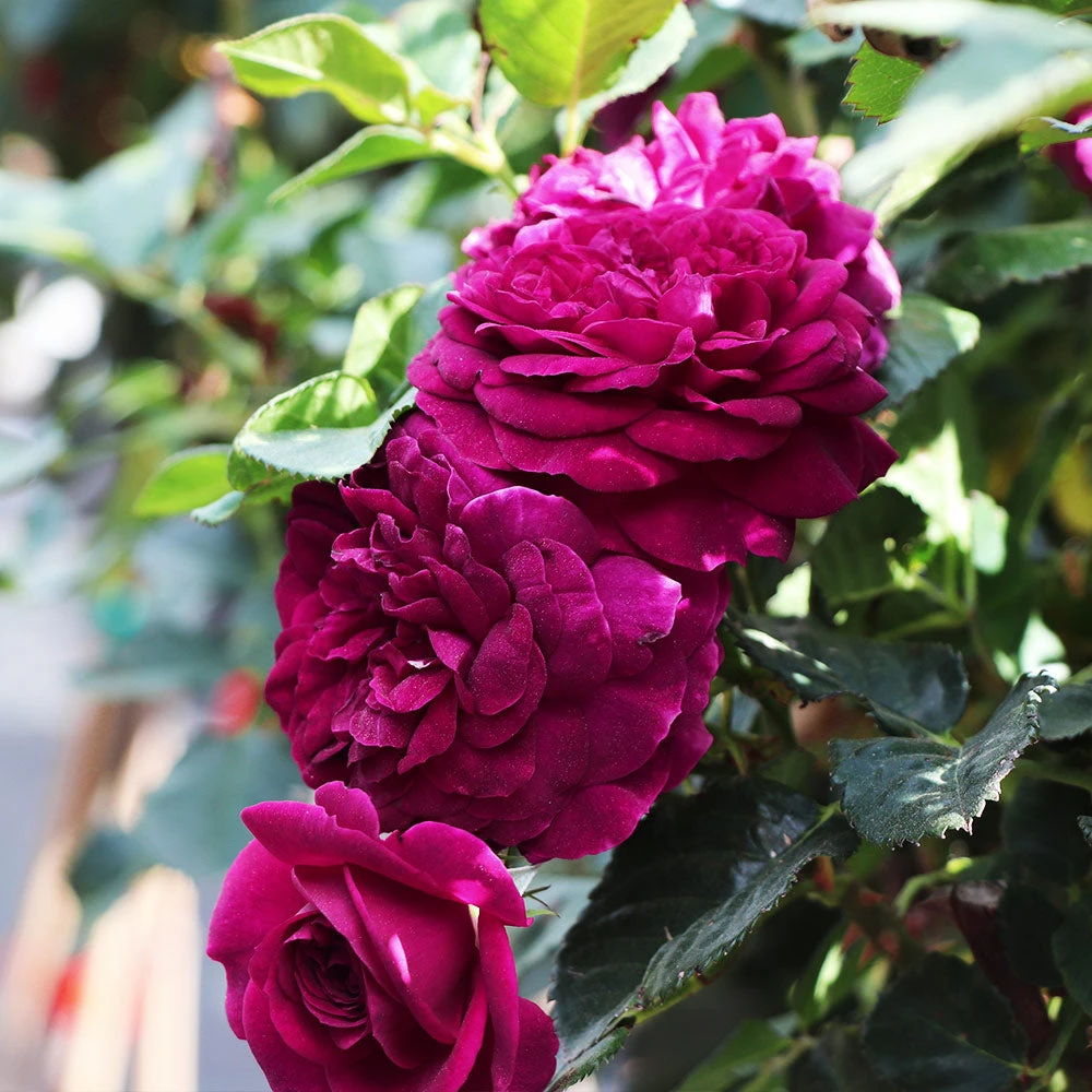 Celestial Night™ Rose Tree 2 Celestial Night™ Rose Tree - Image 2