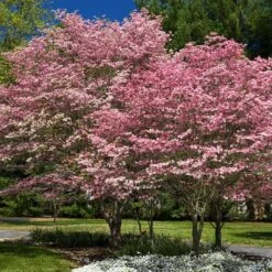 Flowering Trees Sales 16 Flowering Trees Sales -Flowering Trees Sales Cherokee Brave Dogwood 1 FGT