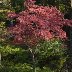 Cherokee Brave Dogwood -Flowering Trees Sales Cherokee Brave Dogwood 2