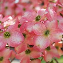 Cherokee Brave Dogwood -Flowering Trees Sales Cherokee Brave Dogwood 3 FGT