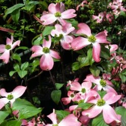Cherokee Chief Dogwood 6 Cherokee Chief Dogwood -Flowering Trees Sales Cherokee Chief Dogwood 2 FGT
