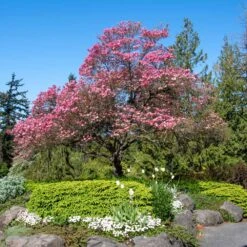 Flowering Trees Sales 8 Flowering Trees Sales -Flowering Trees Sales Cherokee Chief Dogwood FGT