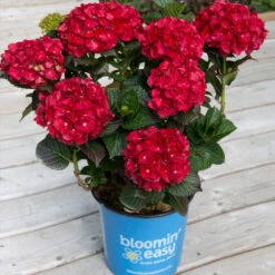 Cherry-Go-Round™ Hydrangea 10 Cherry-Go-Round™ Hydrangea -Flowering Trees Sales Cherry Go Round Hydrangea 1