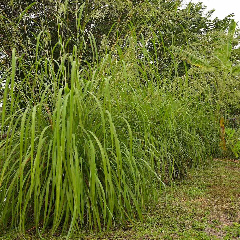 Citronella Grass (Cymbopogon Nardus) 2 Citronella Grass (Cymbopogon Nardus) - Image 2