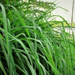 Citronella Grass (Cymbopogon Nardus) 6 Citronella Grass (Cymbopogon Nardus) -Flowering Trees Sales Citronella GRass 5