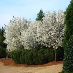 Cleveland Pear Tree 8 Cleveland Pear Tree -Flowering Trees Sales Cleveland Pear 2 FGT