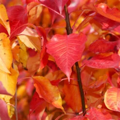 Cleveland Pear Tree 10 Cleveland Pear Tree -Flowering Trees Sales Cleveland Pear 9 FGT