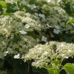 Climbing Hydrangea 5 Climbing Hydrangea -Flowering Trees Sales Climbing Hydrangea 2