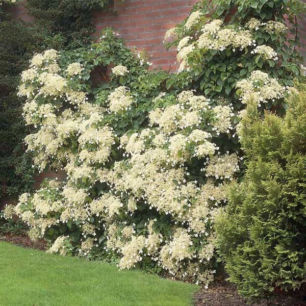 Climbing Hydrangea 1 Climbing Hydrangea