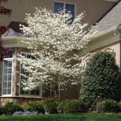 Cloud 9 Dogwood 9 Cloud 9 Dogwood -Flowering Trees Sales Cloud 9 Dogwood 3 FGT