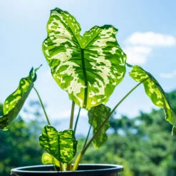 Colocasia 'Hilo Beauty' -Flowering Trees Sales Colocasia Hilo beauty 1