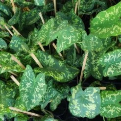 Colocasia 'Hilo Beauty' -Flowering Trees Sales Colocasia Hilo beauty 2