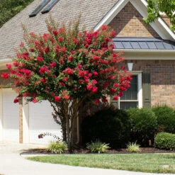 Colorama⢠Scarlet Crape Myrtle Tree