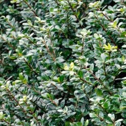 Compacta Japanese Holly Shrub -Flowering Trees Sales Compacta Holly 2