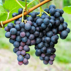 Concord Grape 7 Concord Grape -Flowering Trees Sales Concord Grape 1 FGT