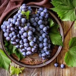 Concord Grape 8 Concord Grape -Flowering Trees Sales Concord Grape 6 FGT