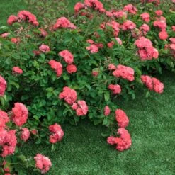 Coral Drift® Rose 5 Coral Drift® Rose -Flowering Trees Sales Coral Drift Rose 2 FGT