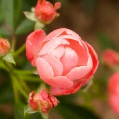 Coral Knock Out® Rose Shrub 7 Coral Knock Out® Rose Shrub -Flowering Trees Sales Coral Knockout Rose 2 FGT