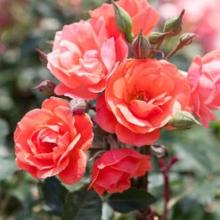 Coral Knock Out® Rose Tree 5 Coral Knock Out® Rose Tree -Flowering Trees Sales Coral Knockout Rose Tree 1