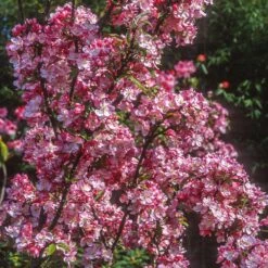 Coralburst® Crabapple -Flowering Trees Sales Coralbust Crabapple 1