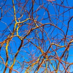 Corkscrew Willow Tree 11 Corkscrew Willow Tree -Flowering Trees Sales Corkscrew Willow 6