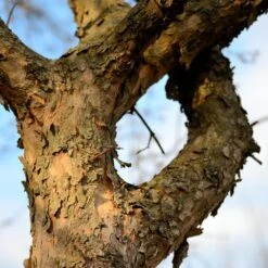 Cornelian Cherry Dogwood Tree -Flowering Trees Sales Cornelian Cherry Dogwood