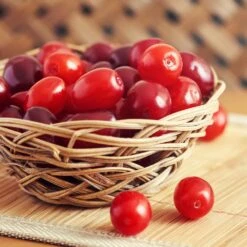 Cornelian Cherry Dogwood Tree -Flowering Trees Sales Cornelian Cherry Dogwood 1 FGT