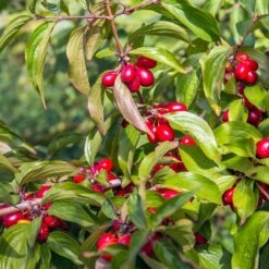 Cornelian Cherry Dogwood Tree -Flowering Trees Sales Cornelian Cherry Dogwood 2 FGT