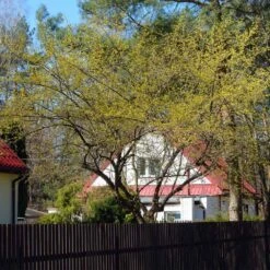 Cornelian Cherry Dogwood Tree -Flowering Trees Sales Cornelian Cherry Dogwood 4 FGT